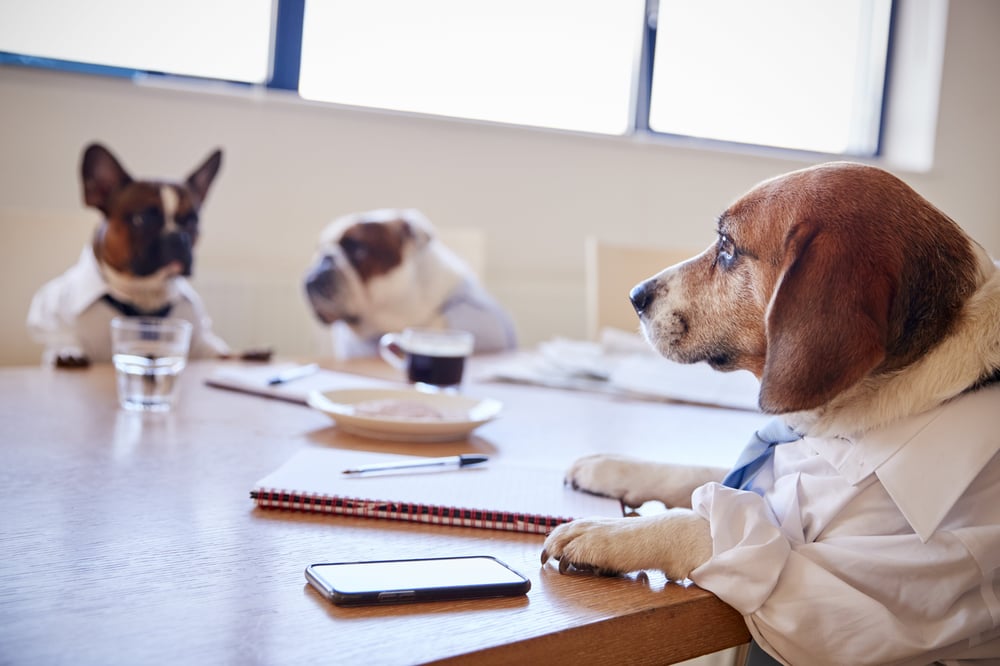 Dogs in Office