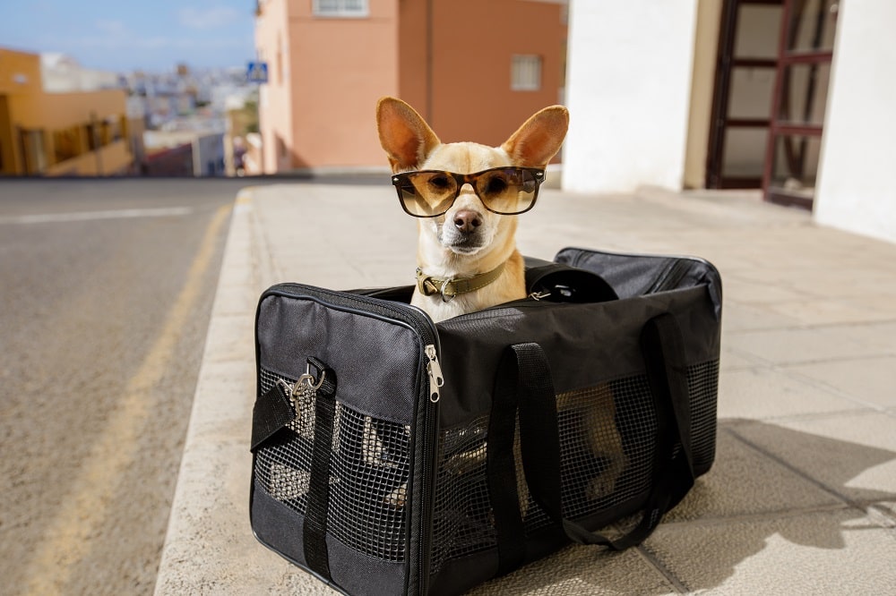 Excess Pet Baggage