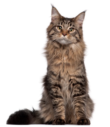 Image of cat playfully staring at you