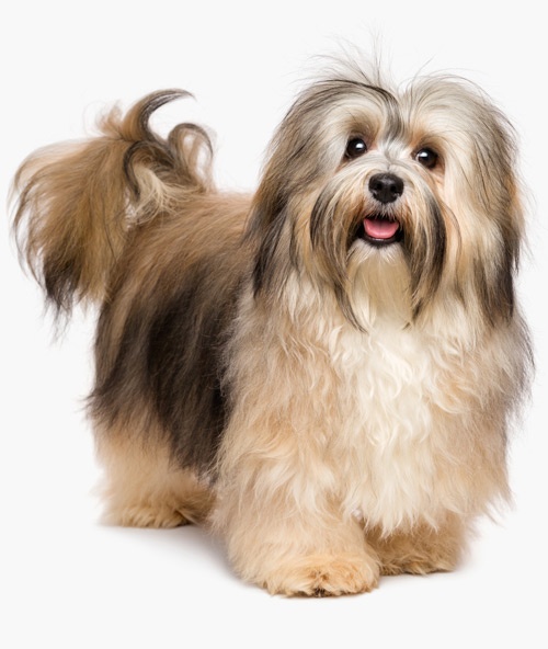 why-choose-global-pet-1