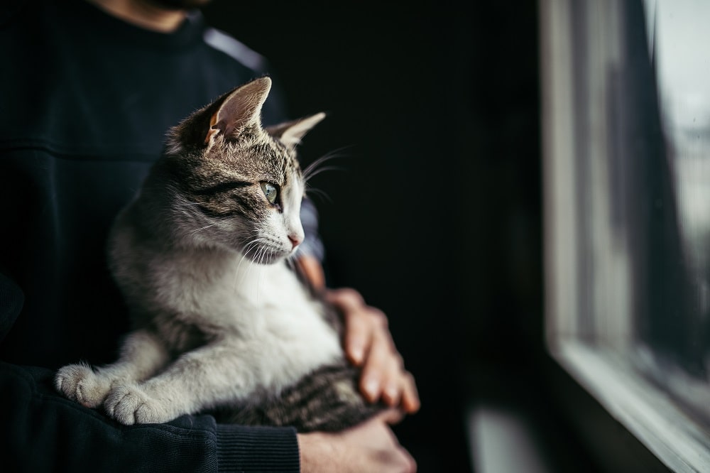 Pet Safety and a Proven Track Record