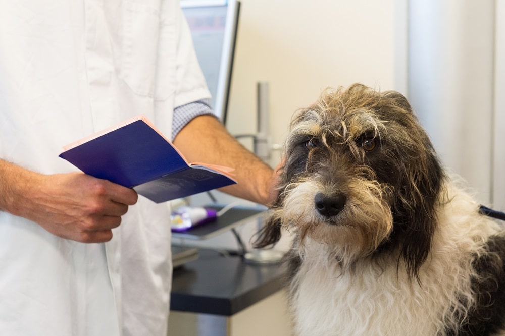 Pet Transportation Vets